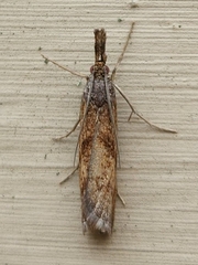 Neodactria luteolellus