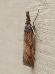 Neodactria luteolellus