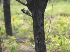 Yungipicus canicapillus