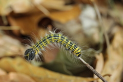 Phalera bucephala