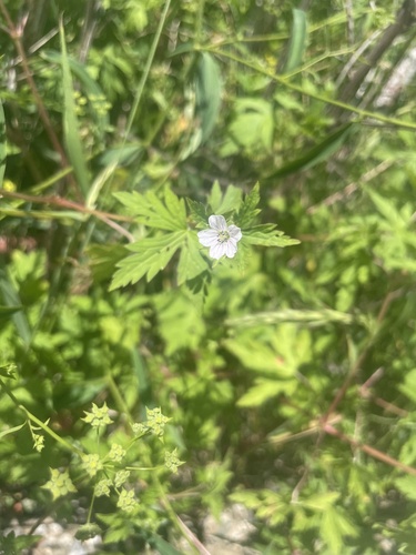 Geranium wilfordii iNat (2)