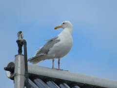 Larus glaucescens