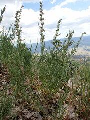 Artemisia michauxiana
