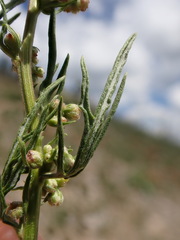 Artemisia michauxiana