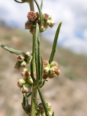 Artemisia michauxiana