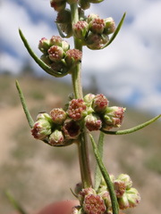Artemisia michauxiana