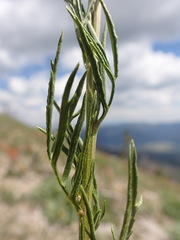 Artemisia michauxiana