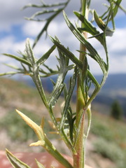 Artemisia michauxiana