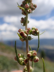 Artemisia michauxiana