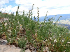 Artemisia michauxiana