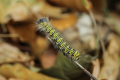Phalera bucephala