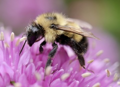 Bombus vagans