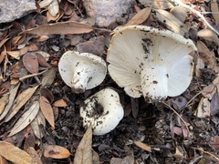 Russula brevipes