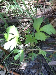 Trachymene composita