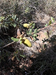 Quercus durata durata