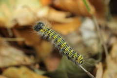 Phalera bucephala