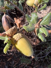 Quercus durata durata