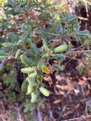 Quercus durata durata