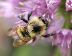 Bombus vagans