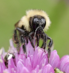 Bombus vagans