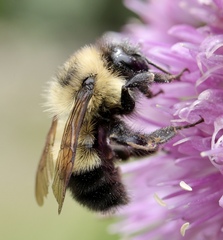 Bombus vagans