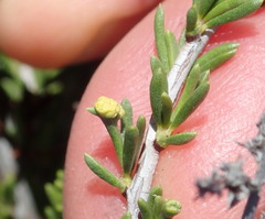 Eriophyes adenostomae