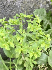 Euphorbia peplus