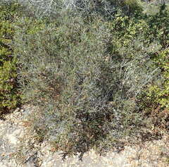 Eriophyes adenostomae