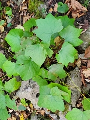 Menispermum canadense