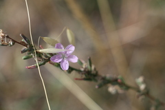 Stephanomeria virgata