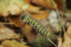 Phalera bucephala