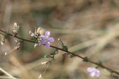 Stephanomeria virgata