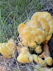 Laetiporus conifericola