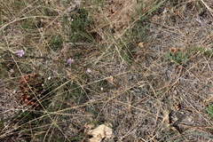 Stephanomeria virgata