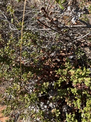 Quercus durata durata