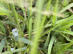 Trigonotis peduncularis