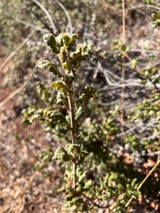 Quercus durata durata