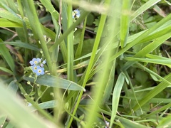 Trigonotis peduncularis