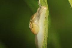 Helicarionidae