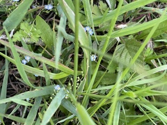 Trigonotis peduncularis