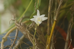 Dendrobium crumenatum