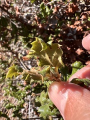 Quercus durata durata