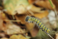 Phalera bucephala