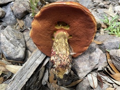 Exsudoporus