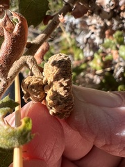 Quercus durata durata