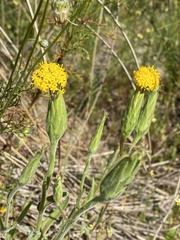 Podotheca angustifolia