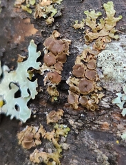 Melanohalea olivacea