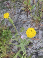 Podotheca angustifolia