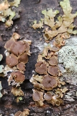 Melanohalea olivacea