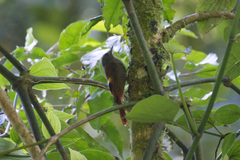 Sittasomus griseicapillus